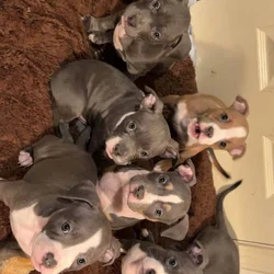 Pocket bully pups