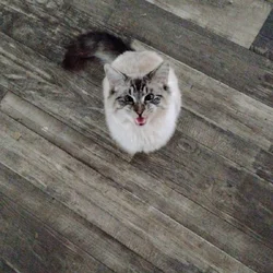 Adopt Moose the little Siamese Tabby