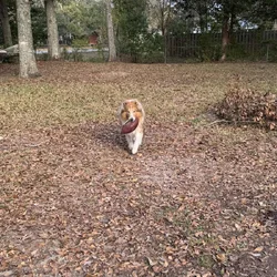 Love Lassie? Check out this handsome fella!