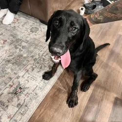Lab mix puppy