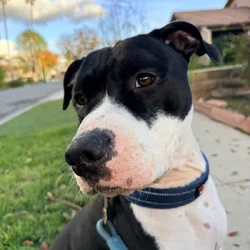 Ace Needs A New Home