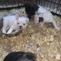 French English Bulldog puppies