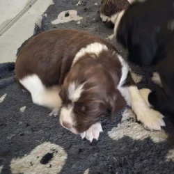 English springer spaniel