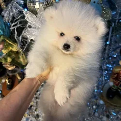 Pomeranian puppy.