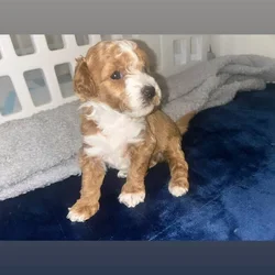 Mini Ausipoodle for sale