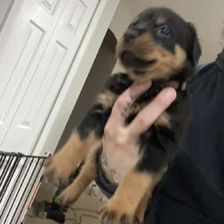 Rottweiler Puppy