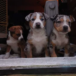 Heeler, collie , and mastiff