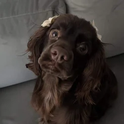 Female Cocker Spaniel