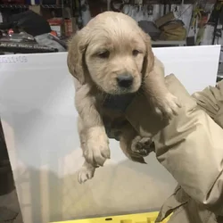 Fluffy golden retriever puppies