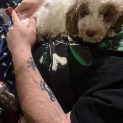 Full blooded miniature poodle
