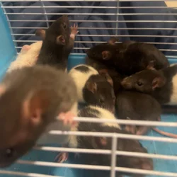 Baby rat rehoming