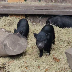Mini Potbelly Piglets