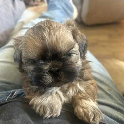 ShihTzu