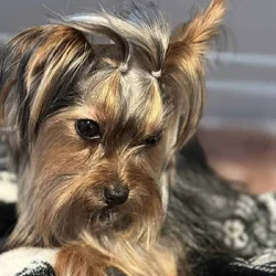Male yorkie in need of new home