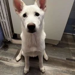 White Siberian Husky pup