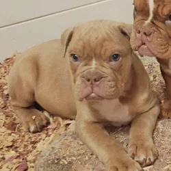 Olde English bulldoge