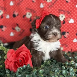 Chocolate maltipoo