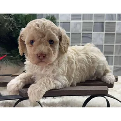 Miniature poodles available for adoption