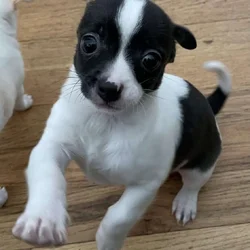 Adorable Chihuahua Puppy