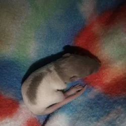 Rat pups