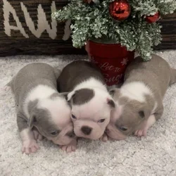Boston Terrier Puppies