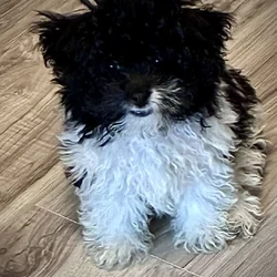 My name is Milo