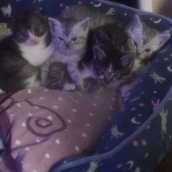 Scottish Fold Kittens – Healthy, Social, Indoor‑Ra