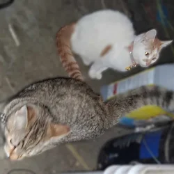 BESTIES 🐱+🐱=❤️3m old Boy&Girl Seeks Loving Home