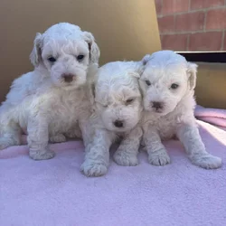 Puppies multipoo