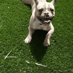 Isabella frenchie forsale