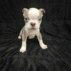Boston Terrier male