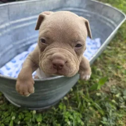 Bully puppies