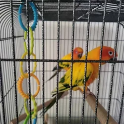 Sun Conures