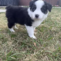 Australian Shepherd Puppies