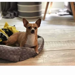 Pet Rehoming