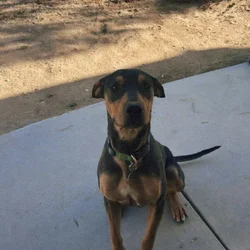 Doberman mix