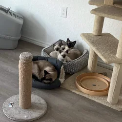 Kitten