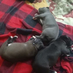 American bully dogo argentino mix puppies