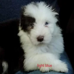 Bearded collie puppies