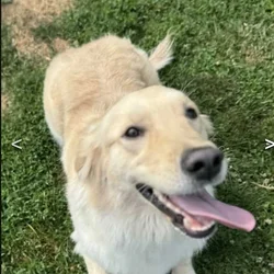 Luna-3 Year Old Female Golden Retriever
