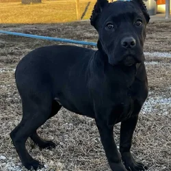 Female Cane Corso Puppy