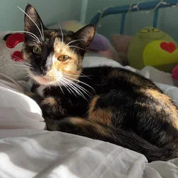 Free beautiful black/ orange calico cat