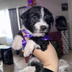 Maltipoo mix with chihuahua