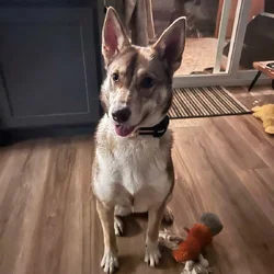 Sweet doggie for adoption