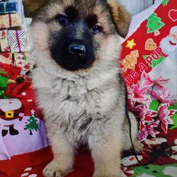 German Shepherd puppy, Red Sable