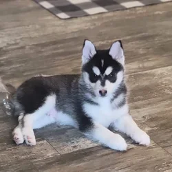 Pomsky puppies