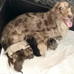 Champion bred dachshund puppies-Import line AKC