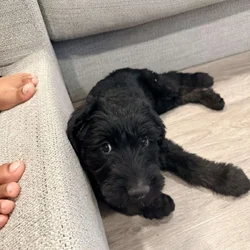 Giant schnauzers