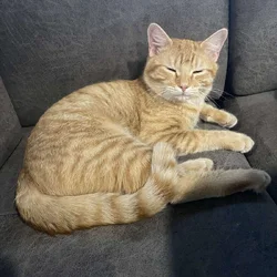 6-mon orange tabby. No fleas or worms.