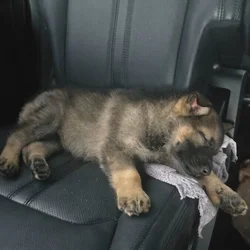 German Shepherd puppy